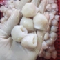Răng mực 3